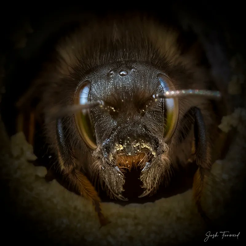 joshforwood's tweet photo. Another post for #SolitaryBeeWeek, here's a few of my #BeePortrait photos. These animals are essential to not just plants, but to our own very existence on this planet. Without a healthy & Diverse range of pollinators, our food will not grow.
Please look to see how you can help! https://t.co/pgRrQB4E86