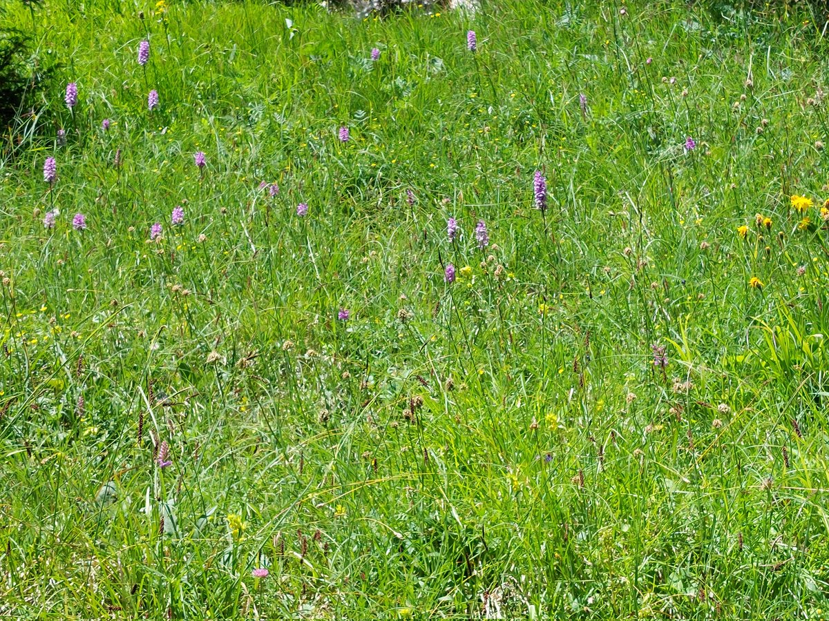 AlisonKarley's tweet image. I couldn't come all the way to Davos without making time to see the beautiful alpine biodiversity. Thanks to @WorldBioForum for hosting our #intercropping session, and to our wonderful speakers for sharing their experiences of diversifying crops @SEAMixtureS @HuttonES