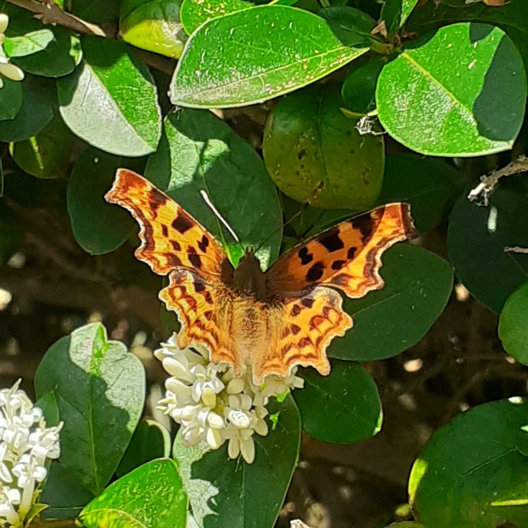 Day 30 #30DaysWild June, an abundance of joy, hope and life. June closes and into July, butterflies will be out in force, although the flowers are going to seed the thistles and knapweed are bursting out ready to service them alongside the beetles and grasshoppers @NorfolkWT