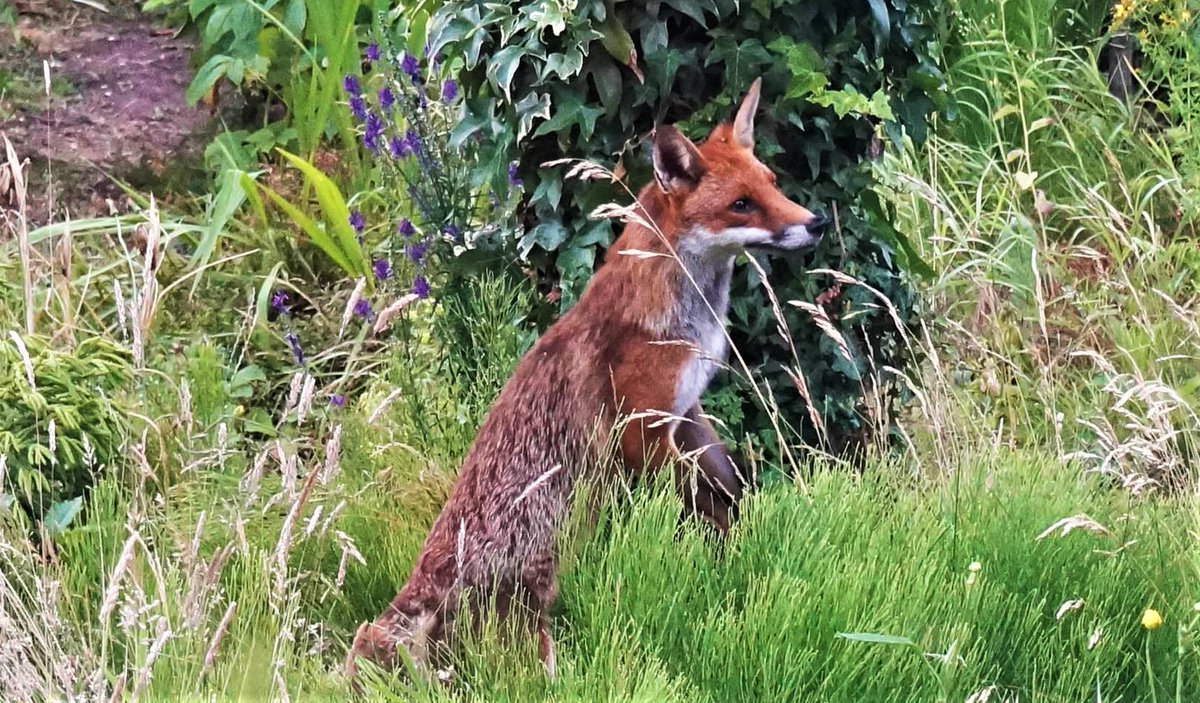 Bossloper's tweet photo. Morning visitor to our garden 🦊
#foxinmygarden #fox #gardenfox #gardenwatch #foxtime #foxoftheday #keeptheban #keepthebanonfoxhunting #happyfoxday https://t.co/RLXN7TjS63
