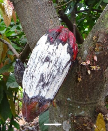 Plant Pathology tweet media