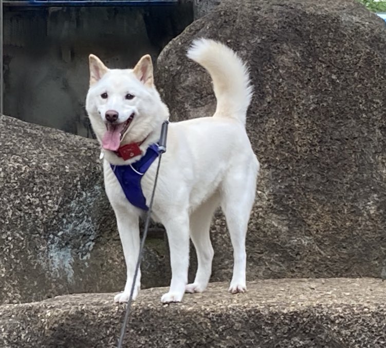 Ff14で 柴犬マウント という乗り物が新登場しトレンド入り なぜかかわいい実写の柴犬がtlにあふれることに Togetter