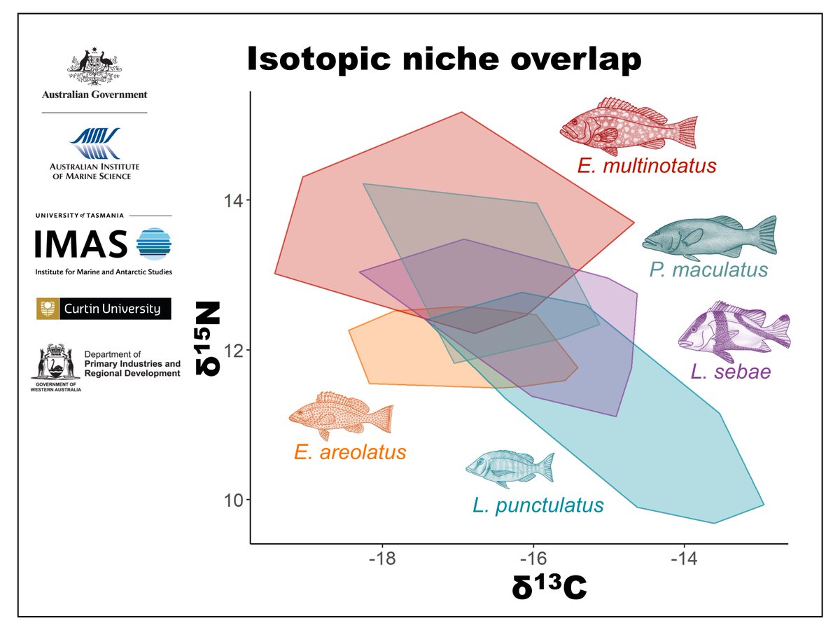 Here's the latest paper from our group describing the trophic ecology of commercially important predatory fish species in northwestern Australia using gut content and stable isotopes <a href="/aims_gov_au/">Australian Institute of Marine Science</a> <a href="/IMASUTAS/">IMAS</a>  <a href="/uwaoceans/">UWA Oceans Institute</a> @FisheriesWA <a href="/CMST_oceans/">CMST_oceans</a>: frontiersin.org/articles/10.33…