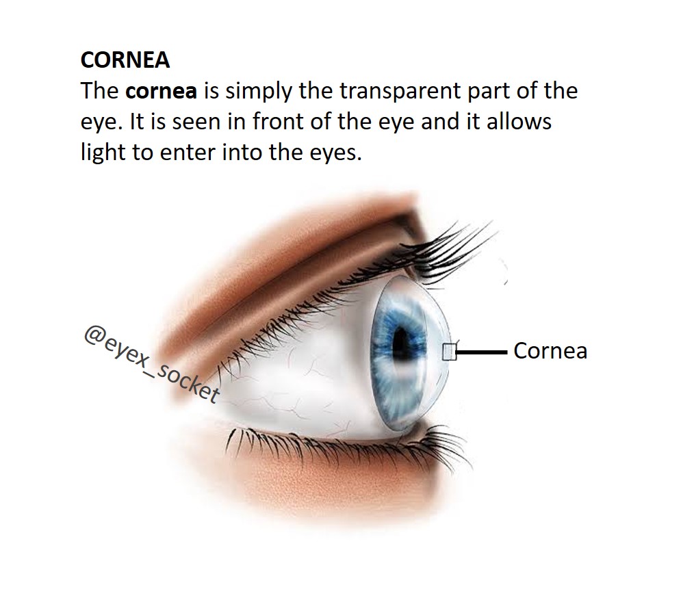 eyex_socket's tweet photo. Word for the day‼️

"It is the only part of the body with no blood supply. It gets it oxygen directly from the air"
#eyexsocket #eyehealth #healthinfo #optometry #vision #sight #facts https://t.co/y9sQekD23x