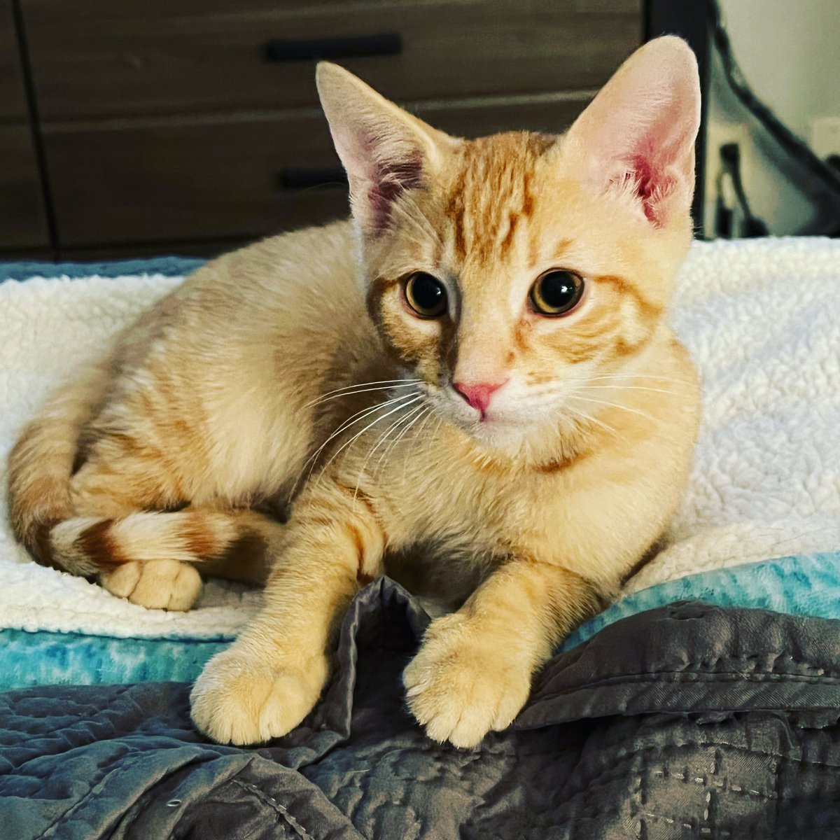 blueeyedcatgal's tweet image. I feel like he has a lot to say 😂
#CatsOfTwitter #Boogs