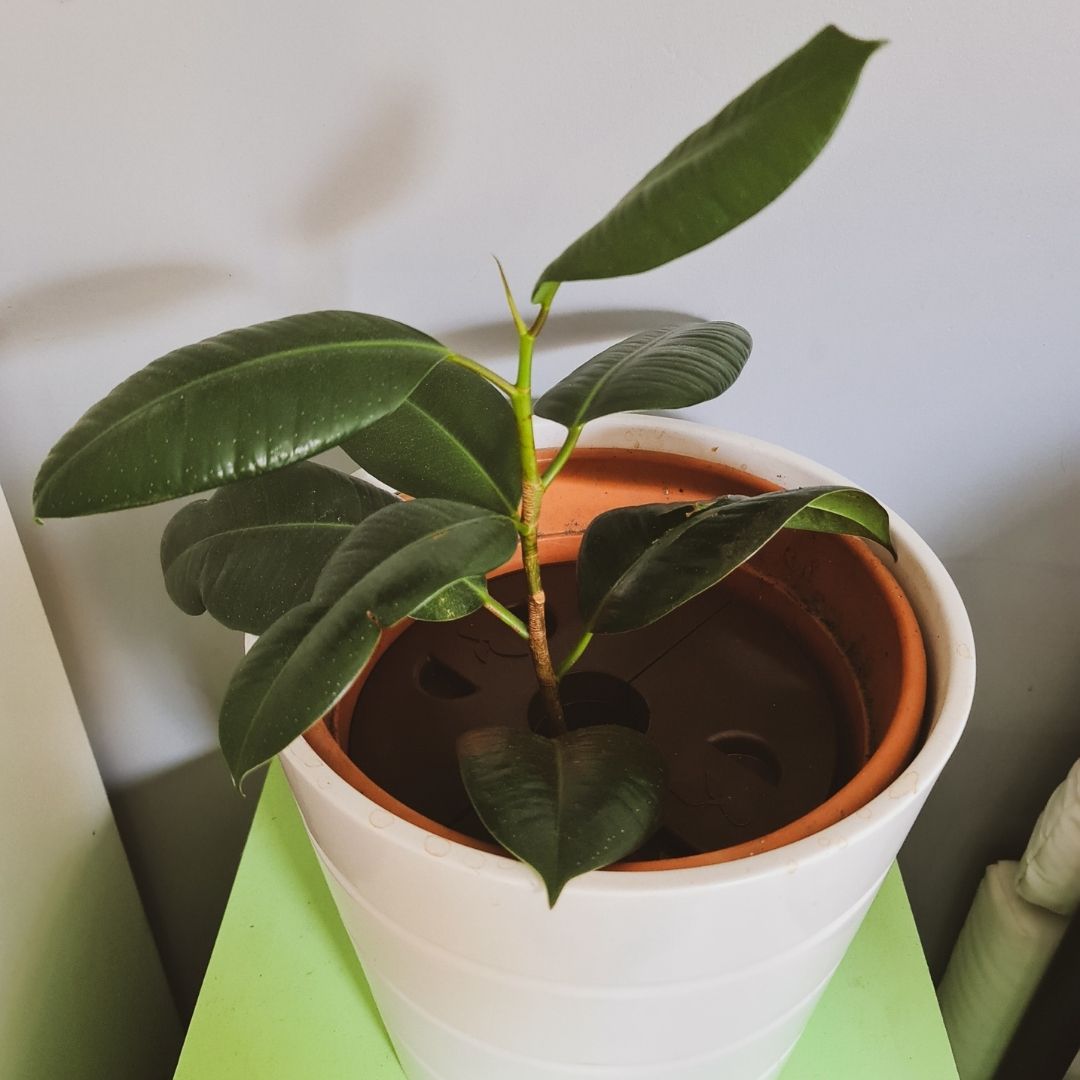 🪱 Tu veux t’initier doucement au lombricompostage ? L’Aquacompot est fait pour toi !

🪴 Il va t’aider à arroser et alimenter tes plantes, tout en compostant tes biodéchets : verslaterre.com/produit/aquaco…