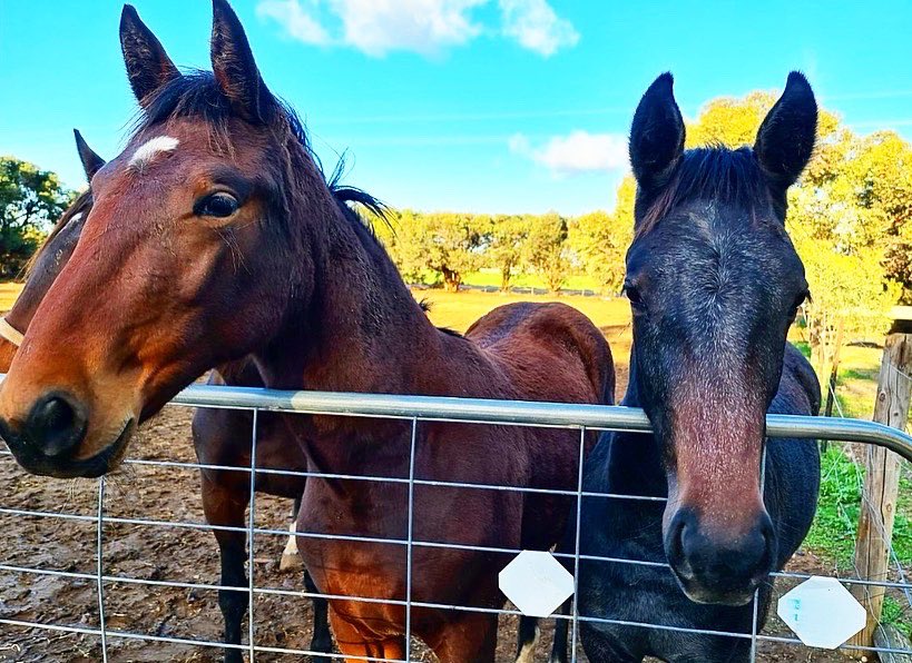 TSllinke's tweet photo. #Downbytheseaside weanlings looking SO big now but still so darn cute 🥰 The big, laid back, bay colt is out of #Badelaide and the big sassy grey filly is out of #JetQuick. Both absolutely perfect 😍 @WoodlandsStudNZ @TysonLinke #perfection #weanlings #sabred #harnessracing https://t.co/w5GmsYdtaz