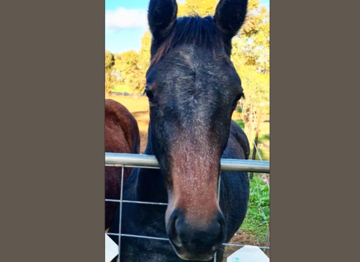 TSllinke's tweet photo. #Downbytheseaside weanlings looking SO big now but still so darn cute 🥰 The big, laid back, bay colt is out of #Badelaide and the big sassy grey filly is out of #JetQuick. Both absolutely perfect 😍 @WoodlandsStudNZ @TysonLinke #perfection #weanlings #sabred #harnessracing https://t.co/w5GmsYdtaz