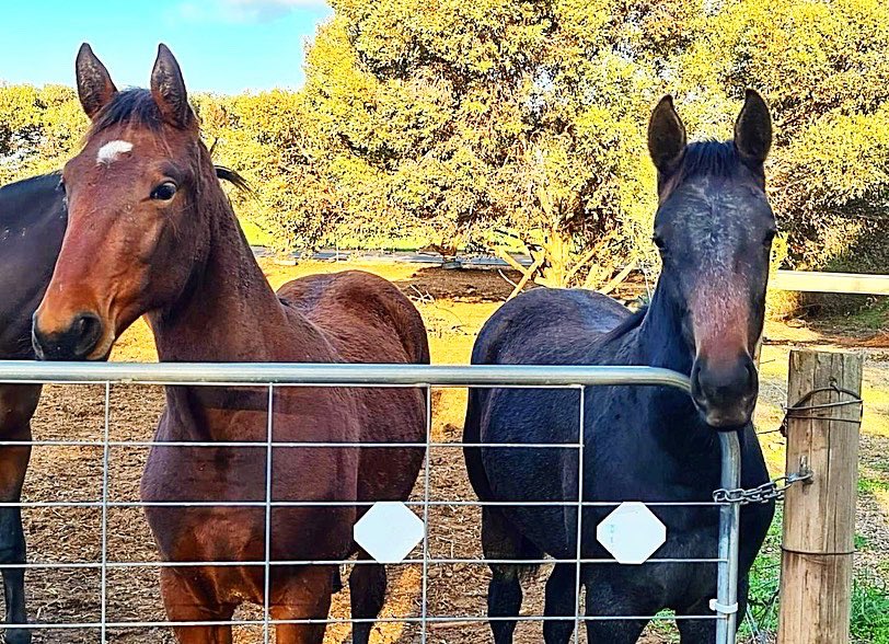TSllinke's tweet photo. #Downbytheseaside weanlings looking SO big now but still so darn cute 🥰 The big, laid back, bay colt is out of #Badelaide and the big sassy grey filly is out of #JetQuick. Both absolutely perfect 😍 @WoodlandsStudNZ @TysonLinke #perfection #weanlings #sabred #harnessracing https://t.co/w5GmsYdtaz