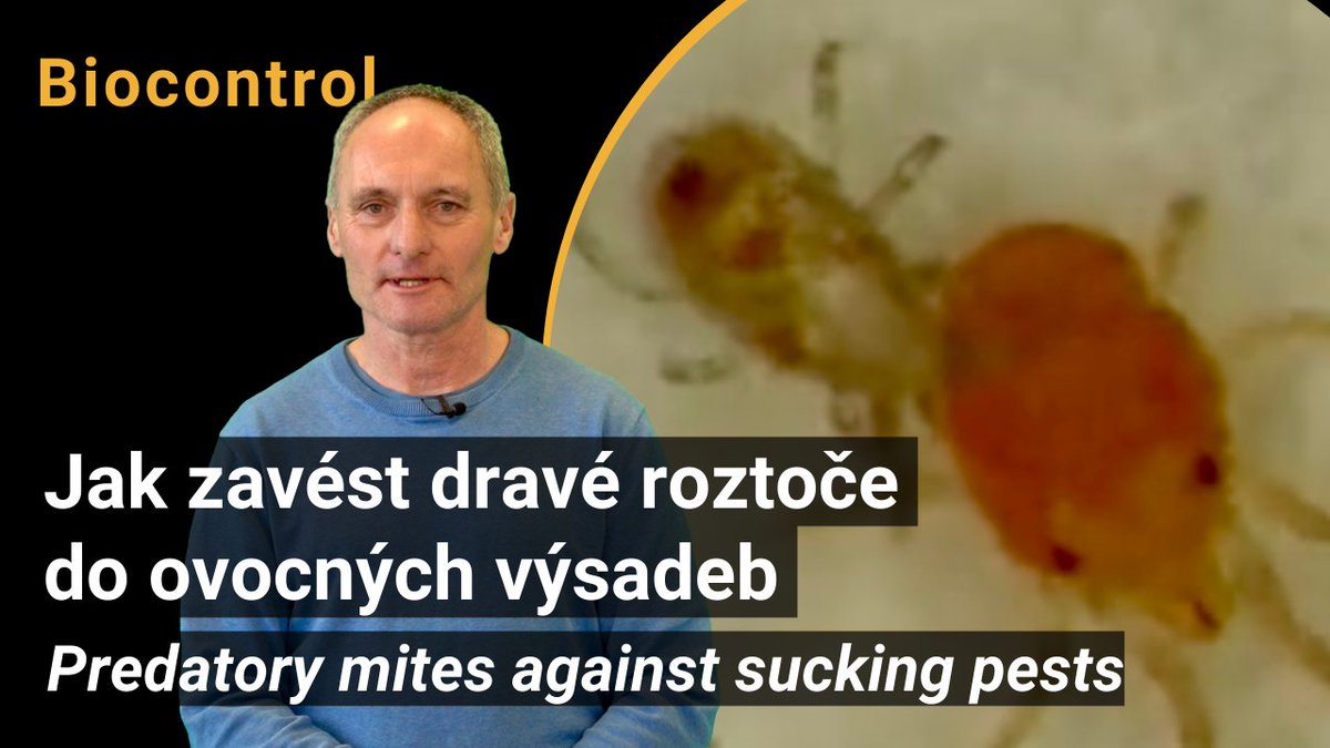 CIHEAMBari's tweet photo. 🎥New Video about @biofruitnet project!!!
"How to introduce predatory mites into orchards"
Click here👇
https://t.co/YHxJyfjyRb
#BiologicalControl #PredatoryMites #AgriFood #Innovation #OrganicFruit #PrimaryProducers #Bioeconomy #emergingpests #PearDay https://t.co/19JZqlUTuv