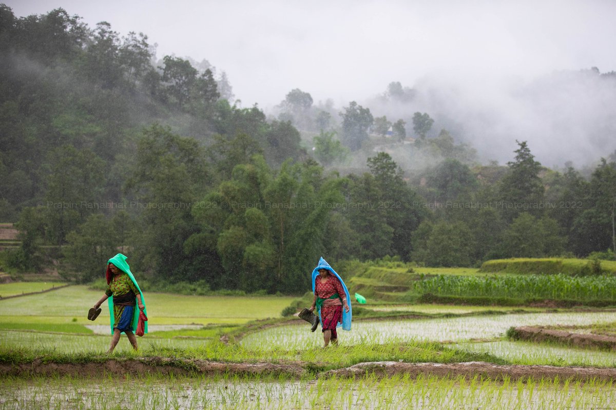 prabinranabhat's tweet photo. Nepalese #Farmers prepare rice seedlings for plantation during the #NationalPaddyDay. #Farmers celebrate the National Paddy Day Festival on 'Asar 15' of the Nepali calendar as the annual rice planting season.
#prabinranabhat #ashar15 #dhandiwas #ropai #photojournalist https://t.co/djZLYHuBVp