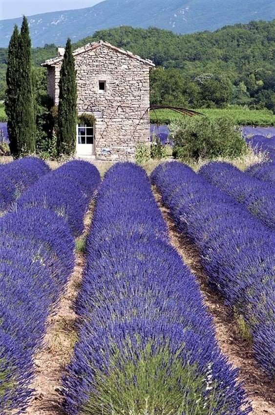 Bonjour 💜

Beau et doux Jeudi 🌼🌳💜