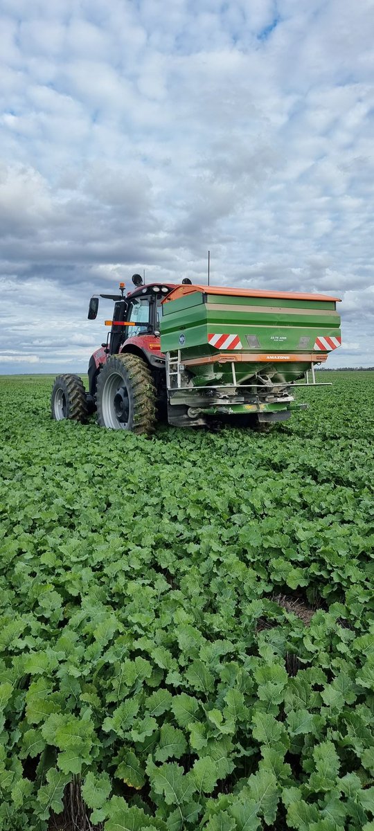 TRCTRDRIVR4SALE's tweet photo. Very happy with the new spreader!  Only small and emptys quickly but it'll definitely do the job for this season.
Canola is busy at the minute, shot up this week loving the milder weather https://t.co/F3c42M54Em