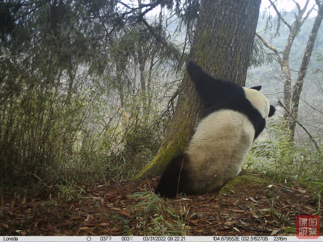 pandas_fr's tweet photo. 🐼 Les 31 mars et 17 avril derniers, des pandas sauvages ont été photographiés dans la réserve naturelle de Laohegou (comté de #Pingwu, province chinoise du #Sichuan). @Amazingsichuan @SichuanDaily 

📸 #Laohegou NR
https://t.co/QYVgSCHpvu https://t.co/Q3b7Lbpbup