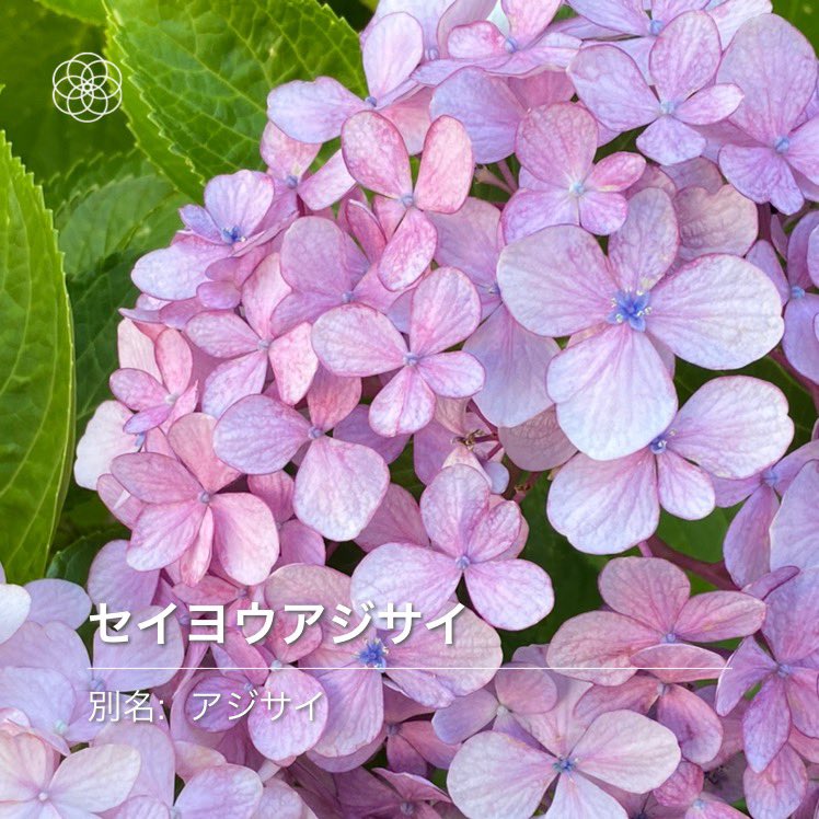 フローらいと 6月の ハナノナ やっぱり紫陽花 日本原産のガクアジサイが 西洋に渡り品種改良を重ね セイヨウアジサイに そして逆輸入されてきたとか 現在3000品種以上のあじさいが存在するらしい 最後はアジサイに似た花 ボタンクサギ 牡丹臭木 葉を
