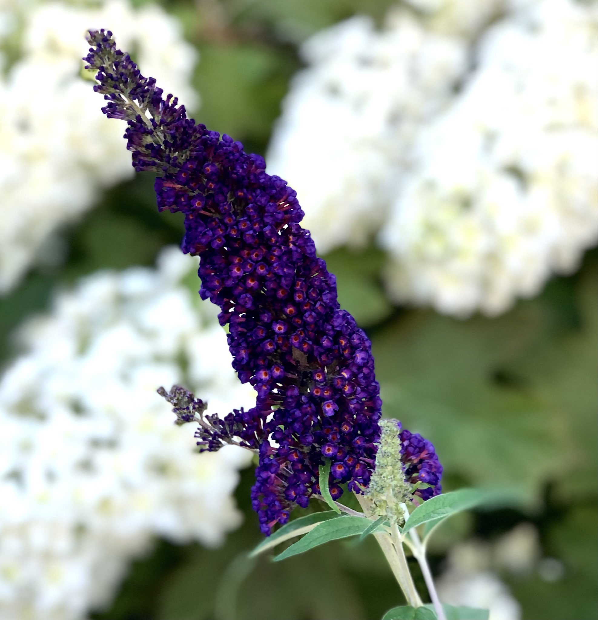 クドー ブッドレア Black Knight 鉢植えで育ててた苗に濃紺の花が咲きました 別名が バタフライブッシュ というだけあって蝶の好みそうな蜜の甘い香りがします カラスアゲハが止まって吸蜜してたらすごいゴスな雰囲気になりそう T Co クドー ブッドレア Black Knight 鉢植えで育ててた苗に濃紺の花が咲きました 別名が バタフライブッシュ というだけあって蝶の好みそうな蜜の甘い香りがします カラスアゲハが止まって吸蜜してたらすごいゴスな雰囲気になりそう T Co