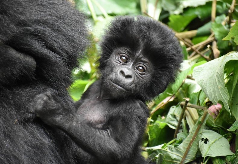 Hi! Has anyone on here ever done a Gorilla safari/trek in Uganda or Rwanda? Looking for info/experiences. Thank you! 🦍