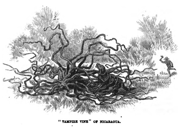 JofVictCulture's tweet photo. In our latest #blogpost, @mmpurdue explores Victorian Gothic tales of vampiric plants: stories in which plants have veins and need blood (or a bloodlike sap), suggesting that plants are our dangerous and monstrous kin. Read here: https://t.co/rRKIGjYyRo https://t.co/C6uUs3PD4i