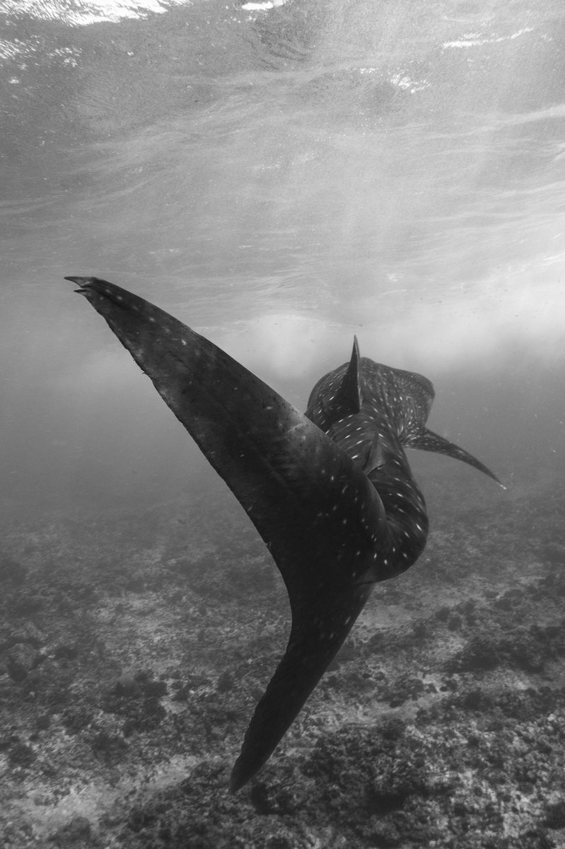 ScubaPunks's tweet photo. 50% of whalesharks in tourism zones were found to have fresh wounds

The most common cause?
Boats sailing at high speeds through their feeding areas

Follow us in supporting #SustainableTourism so the enjoyment of nature's beauty never comes at the cost of an animal's wellbeing🐋 https://t.co/UMvoxLSk0Q