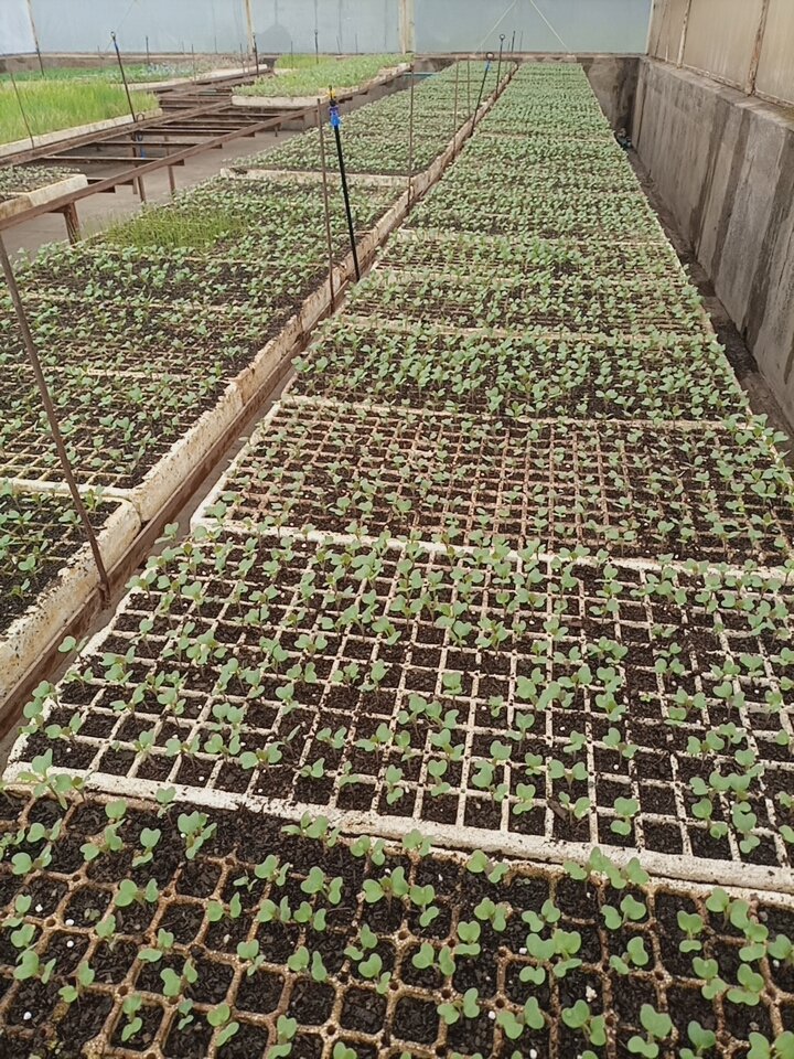 A lesson learnt from a seasoned commercial farmer.

He said to me, 'Miyanda, always plant when the market is flooded, when everyone is frustrated and ready to stop planting. Few people plant, demand will be high and produce will be few by the time you harvest'

Good lesson!