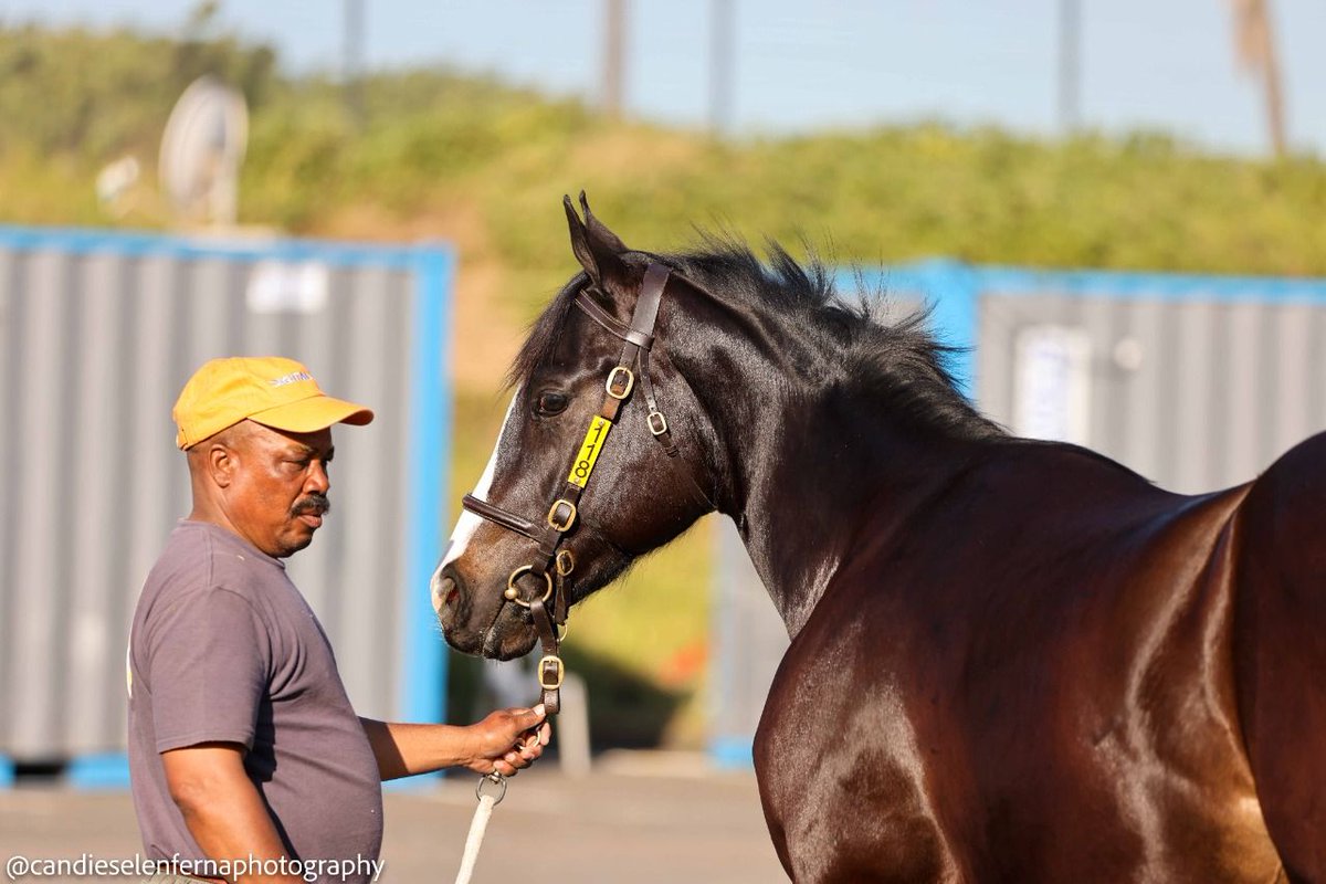 Mauritzfontein's tweet photo. IT'S BUZZING IN A SUNNY DURBAN!
The Bloodstock South Africa KZN yearling sale starts today, and there has been lively interest.  (Photos: Candiese Lenferna). #BSASALES #mauritzfonteinbreds #mauritzfontein https://t.co/iJfAauw0bm