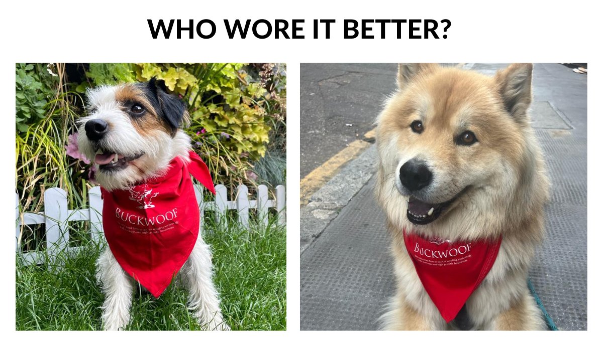 Meet Toby and Montey, our top dawgs at Buckwoof to complete the 10k for the London #LegalWalk earlier this week! Your treat allowance will be increased effective immediately 💫 

#LondonLegalWalk2022 #BuckworthsTeam #fundraising #charitywalk