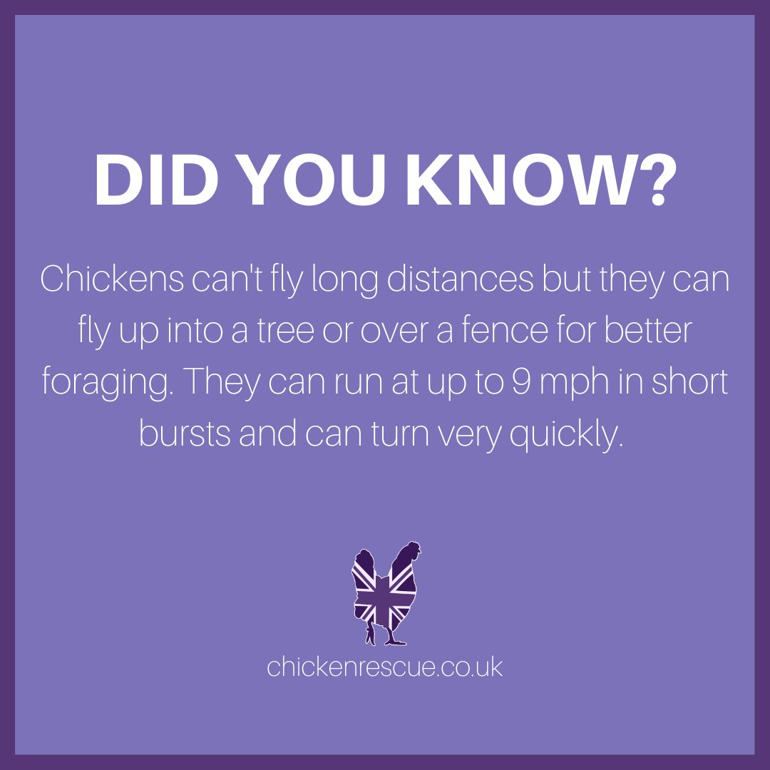 Did you know that although chickens can't fly long distances, they can fly up into a tree or over a fence for better foraging? They can run at up to 9 mph in short bursts and can turn very quickly! #chickenrescueuk #chickenrescue #rehomingchickens #rescuechickens