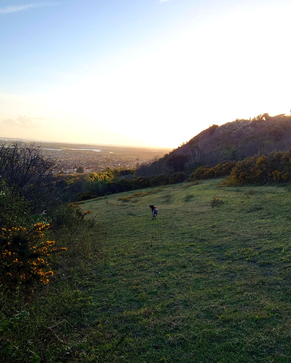 PowerKnapp_UK's tweet photo. Throwback to late Spring, walking along Portsdown Hill just as the sun was about to set! Enjoying the gorgeous views that are only 15 mins away after a long day! 🌇🚶‍♂️🐕
.
#dogwalk #lovewhereyoulive #itsallabouttheminiadventures https://t.co/a4w6usIzkN
