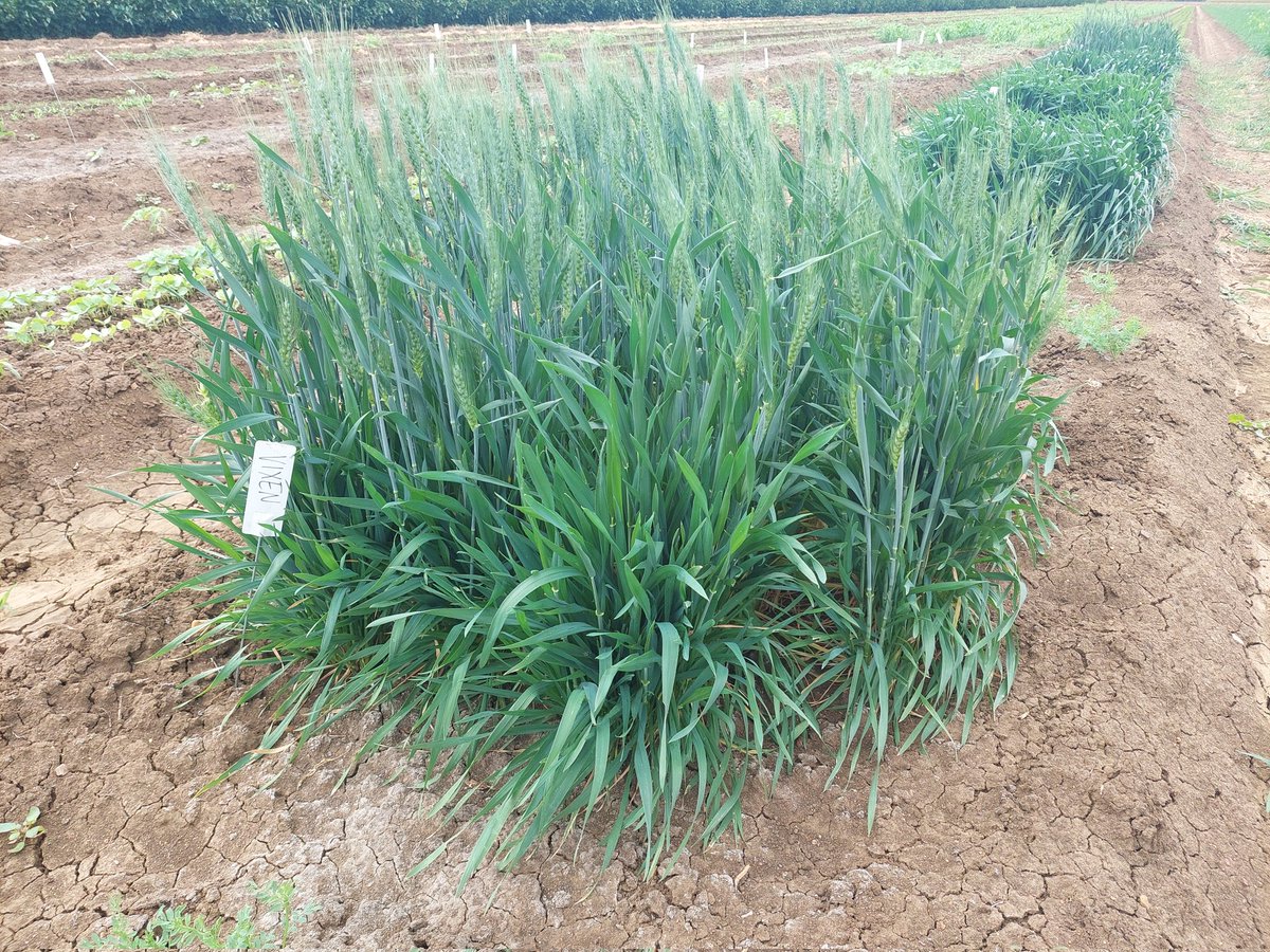 King Yin tweet media