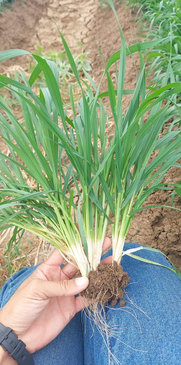 King Yin tweet media