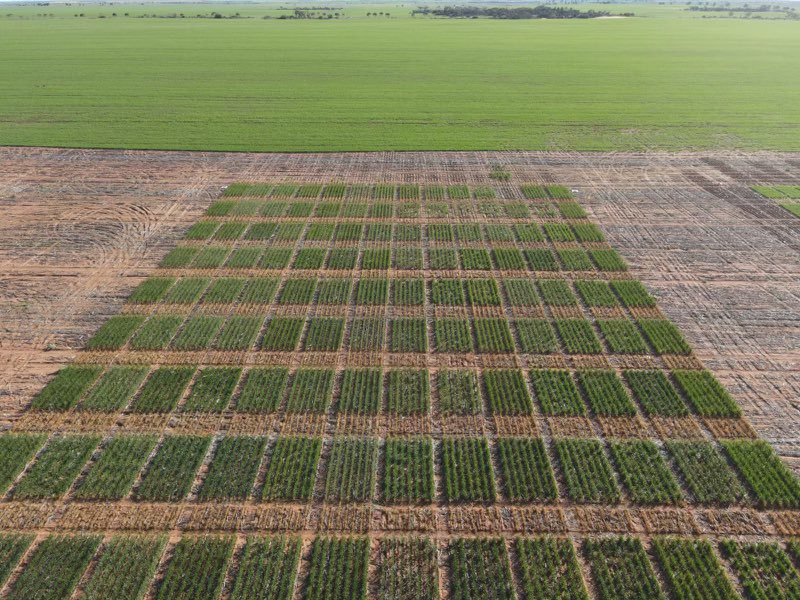 Our 2022 Long Coleoptile trial near Yuna, WA looking fantastic thanks to the team at Crop Circle @grantcropcircl1 👏👏