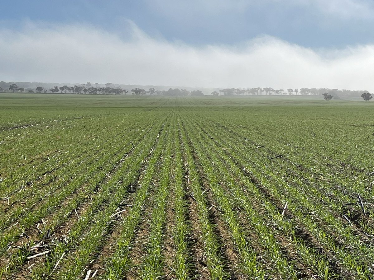 LPB17-6157 production off to a great start in WA. Watch this space - a quick high yielding AH IMI tolerant variety coming this Spring!