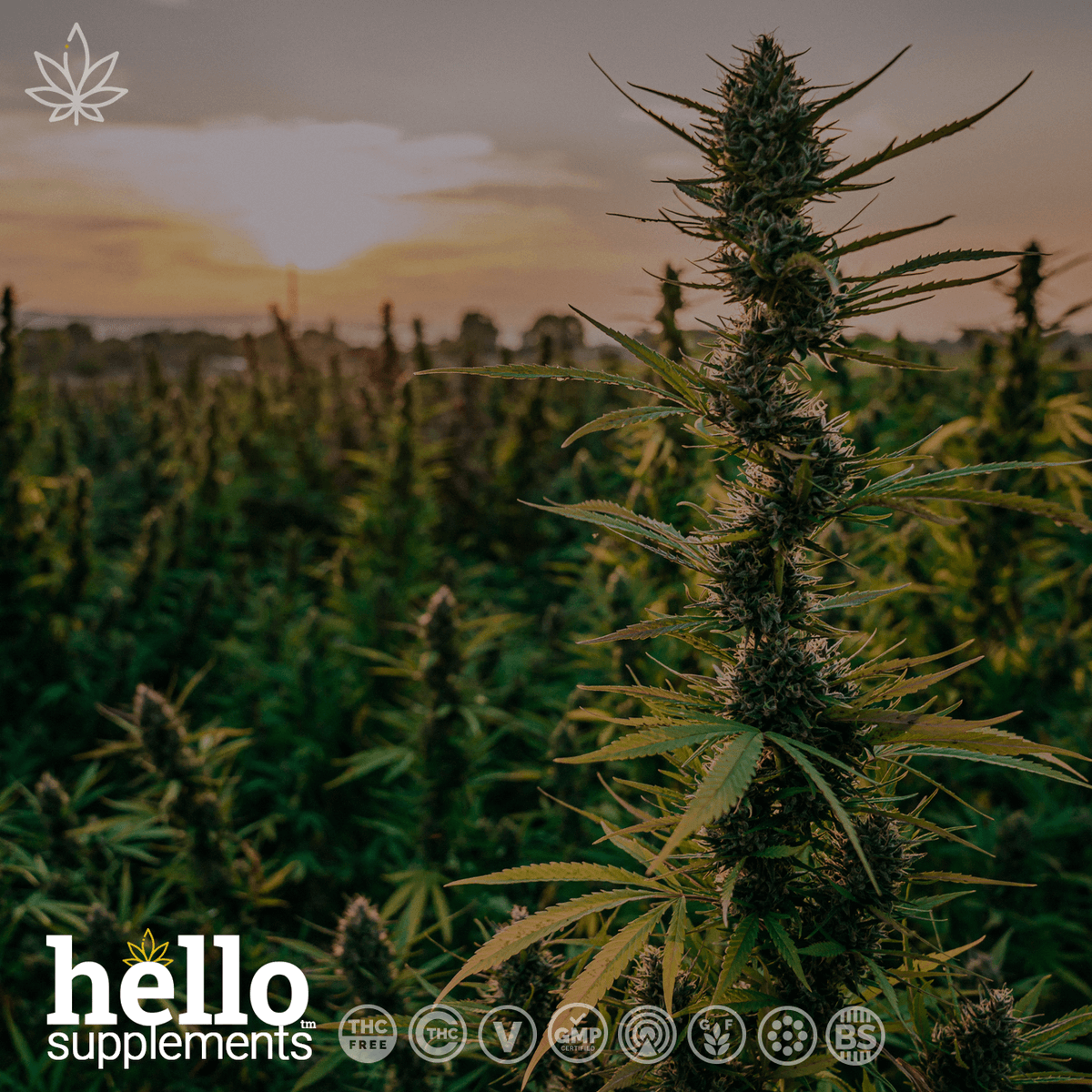 hellosupps's tweet image. 🟢 EU Industrial Hemp Farming
The industrial hemp strains we select are bred specifically to have a rich CBD profile. Our farmers use sustainable practices and apply organic farming methods to preserve the quality of the CBD plants.