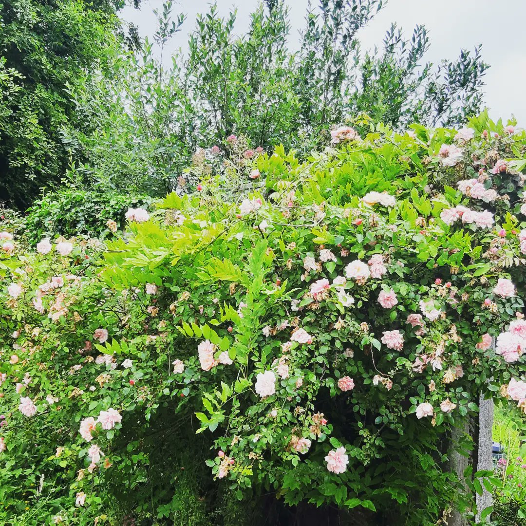 @clonmelapplefest tweet media