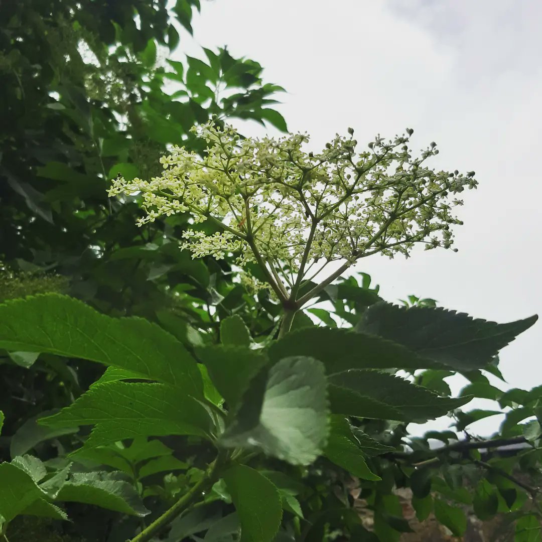 @clonmelapplefest tweet media