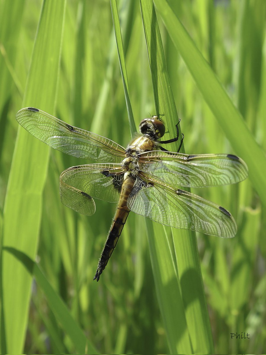 philterp83's tweet photo. Libellule à quatre tâches
(Libellula quadrimaculata)
#libellule #dragonfly #insect #insecte #macro #macrophotography #macro_ir #universal_macro #macro_delight #soul_made_macro #ig_macro_clicks #macro_freaks #rebel_macro #onceupon_the_earth #gf_macro #macroworld_fr https://t.co/2f85tnLTkG