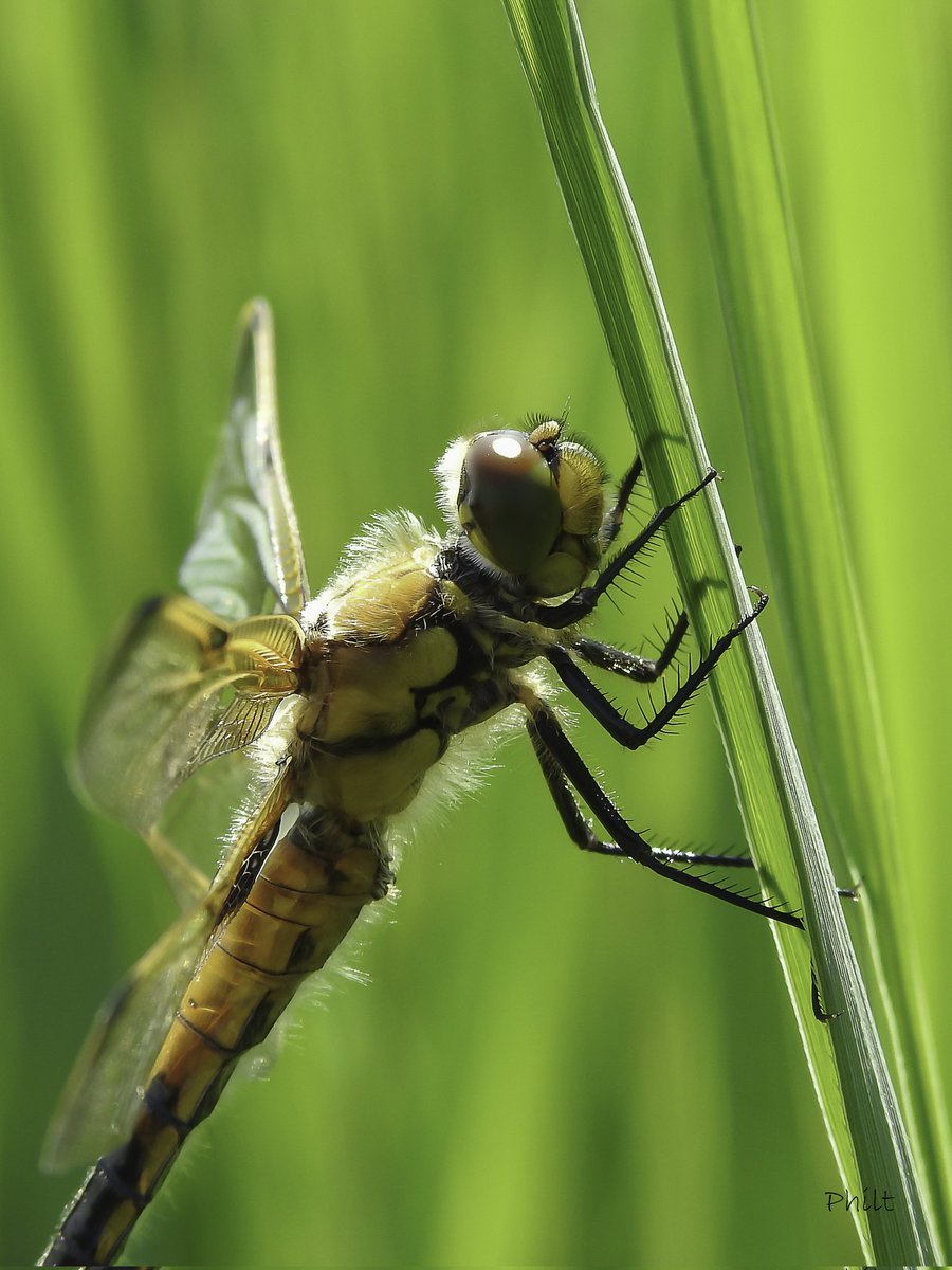 Libellule à quatre tâches
(Libellula quadrimaculata)

#libellule #dragonfly #insect #insecte #macro #macrophotography #macro_ir #universal_macro #macro_delight #soul_made_macro #ig_macro_clicks #macro_freaks #rebel_macro #onceupon_the_earth #gf_macro #macroworld_fr