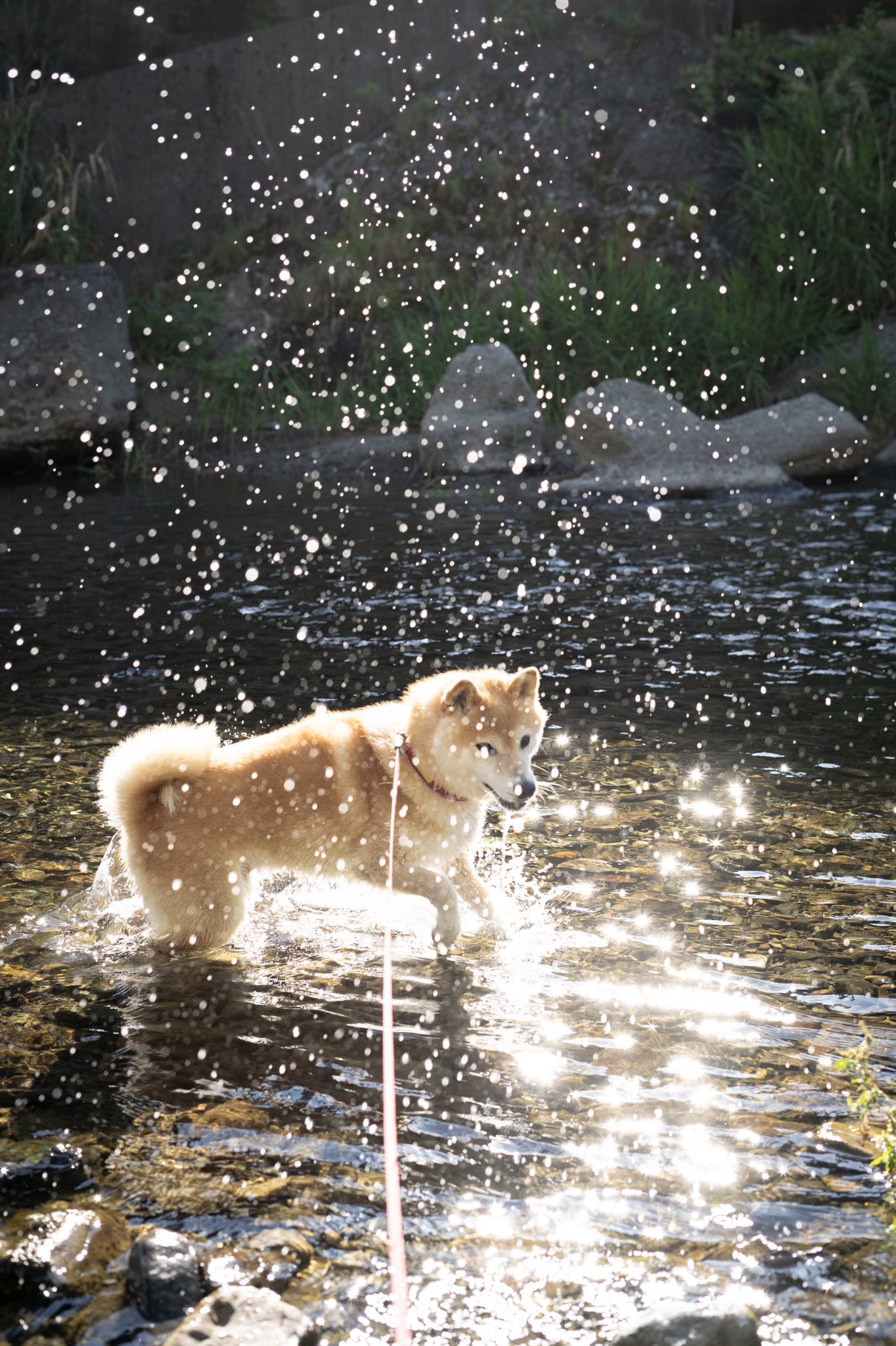 Inubot 暑すぎて油しゅんだ茄子うまいのと犬かわいいしかわからん T Co 1hmmtxglj3 Twitter