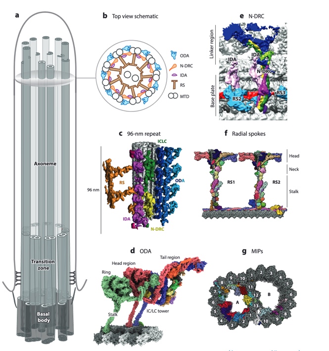 nikolai_klena's tweet photo. @GaiaPigino and I wrote a summary of the recent boon in #cilia architectural understanding in @AnnualReviews, especially highlighting the beautiful work of the @zhang_lab, @RuiZhangWUSTL, @alanbrownhms, Nicastro lab, Pigino lab, and others. You can find the link below: https://t.co/JUSORhitVg