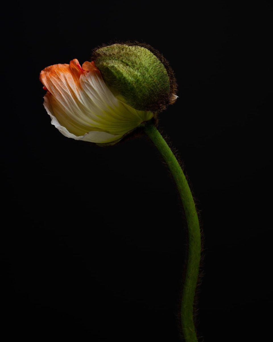 Bridge_Arts_'s tweet photo. As well as individual exhibiting photographers, we will have a display of photography by students from ACRES.

Adult Learning Digital Photography Students. It is with great pride that we share the terrific images made by..more: https://t.co/YQ14jZNpKZ

https://t.co/XhdLmZJ2yT https://t.co/ZcczqFIWG1