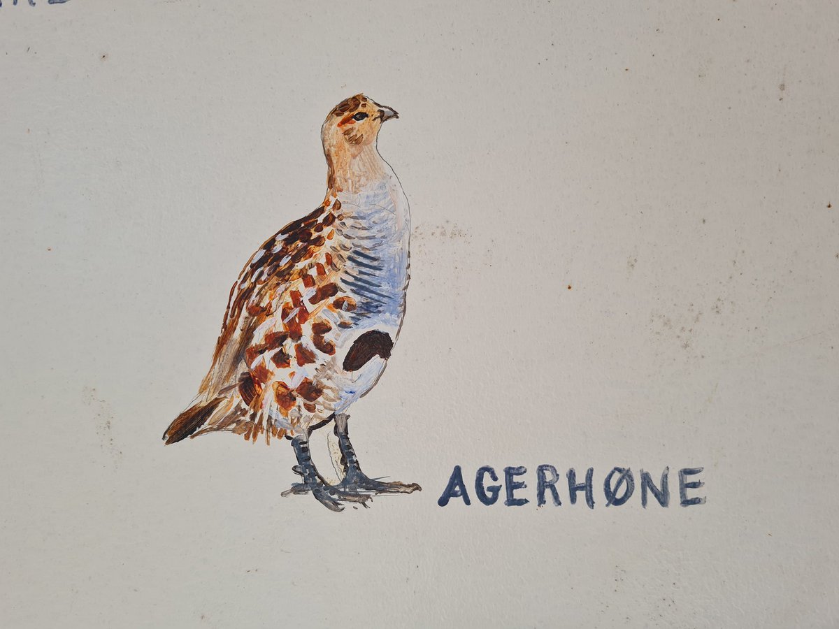 PARTRIDGE_net's tweet photo. Last day of our 🇩🇰 field trip: Visited the area with the highest density of #greypartridge in DK (15 pairs/100ha), learnt about the passion for #pointingdogs that make the farmers set aside habitat for them, were amazed to hear that greys eat mussels in the #waddensea in winter. https://t.co/nOWVdGiDKU