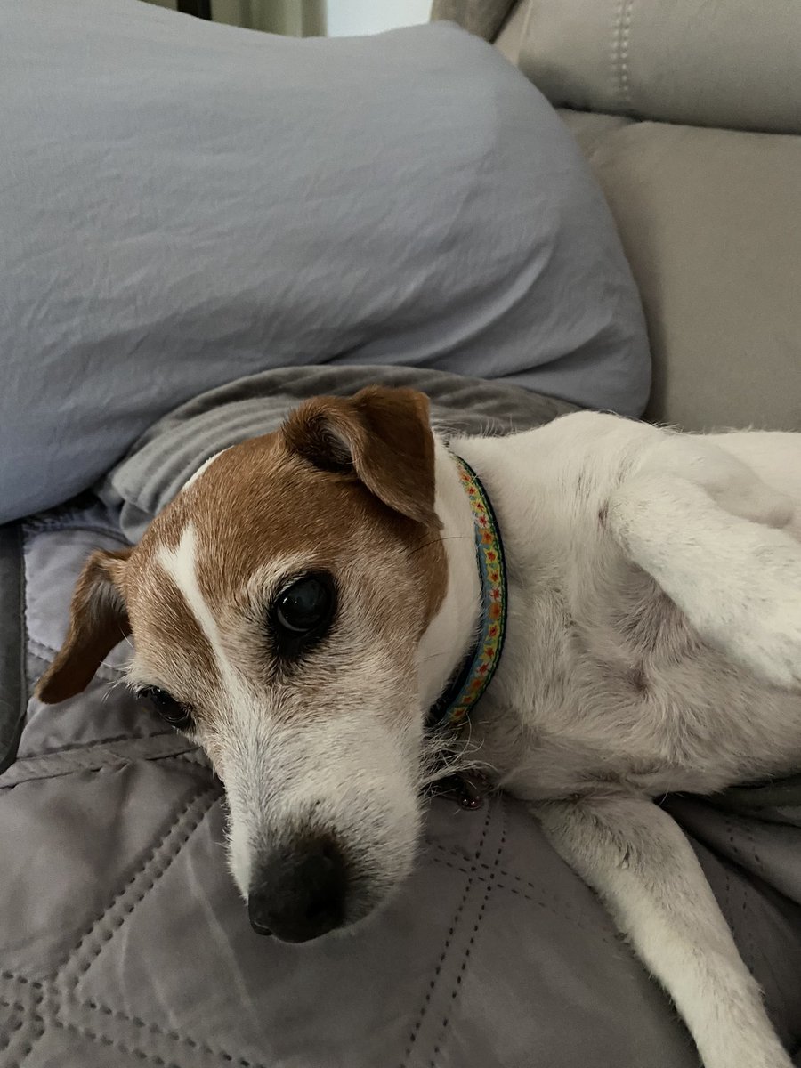 DaisyMaeJack's tweet photo. It was a ruff nite. We all pretty tired. Gonna have an early morning nap. Happy Thursday! ๐ด๐๐๐พ #nitestorm #hatethunder #dogsoftwitter #dogs https://t.co/ZriXyfC0JS