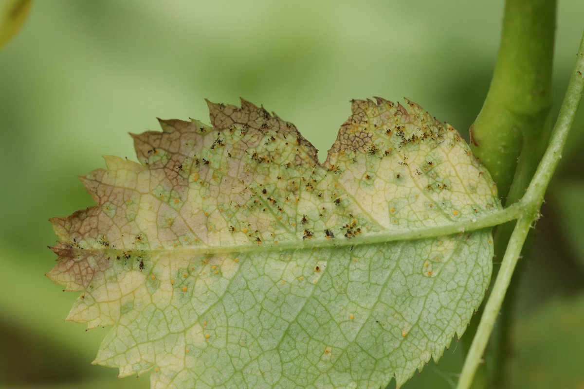 RPilze's tweet photo. Phragmidium fusiforme ex Rosa pendulina
#Rosapendulina #Rosa #Gebirgsrose #Alpinerose #RosierdesAlpes #Phragmidiumfusiforme #Phragmidium #rust #rost #rostpilz #rustfungus #phytopathology #mushroom #mushrooms #fungus #fungi #pilz #pilze #champignons #champignon #nature #natur https://t.co/VojXQGOkpn