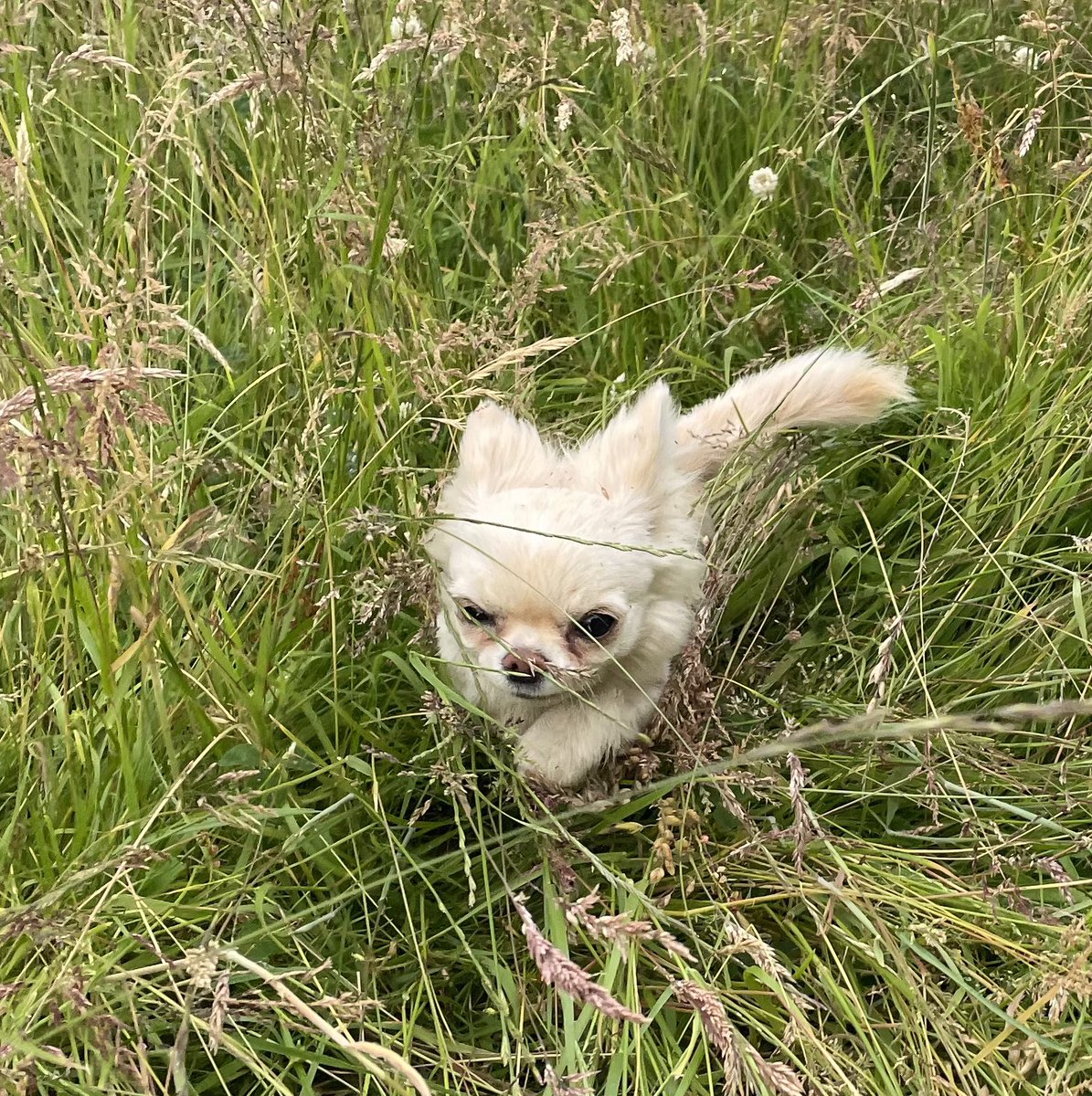 When the grass is twice your height, speed is key 🌱#dogsoftwitter