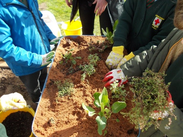 Buzz_dont_tweet's tweet photo. ...and some before &amp; after images of the #Pollinator Garden at #Worfield Primary School.
🌻
The #Severn #BLines project may be over but the legacy will continue; you can still create your #PollinatorPatch &amp; add it to our B-Lines Map 

Find out how👇
https://t.co/DH0MgojZDJ https://t.co/iAFlGhiu6i