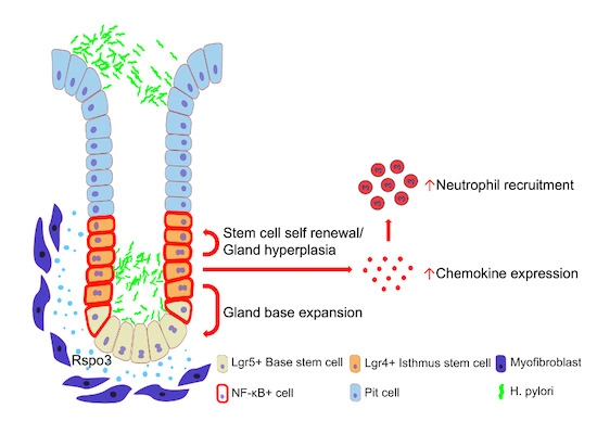 The EMBO Journal (@embojournal) on Twitter photo Michael Sigal and coworkers <a href="/ChariteBerlin/">Charité - Universitätsmedizin Berlin</a> identify an #Rspondin/#Wnt/#Lgr4 signaling axis controlling #gastric gland-invading pathogen #Helicobacter #pylori via epithelial expansion and inflammatory mediators
embopress.org/doi/10.15252/e… Michael Sigal and coworkers <a href="/ChariteBerlin/">Charité - Universitätsmedizin Berlin</a> identify an #Rspondin/#Wnt/#Lgr4 signaling axis controlling #gastric gland-invading pathogen #Helicobacter #pylori via epithelial expansion and inflammatory mediators
embopress.org/doi/10.15252/e…