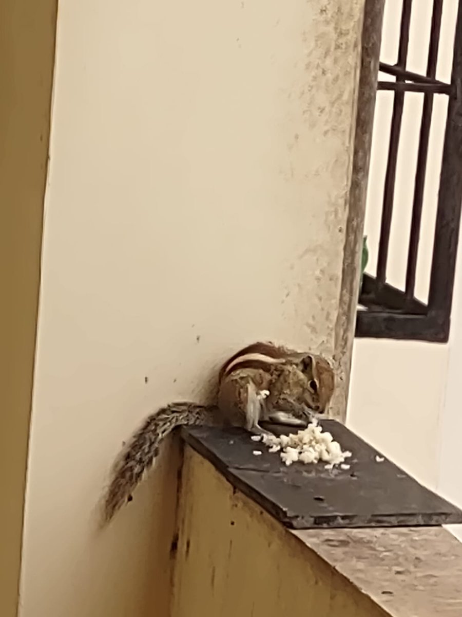 thesangyan's tweet photo. Living with Wildlife! 

Apni Apni Gillu: Wildlife in the Urban Landscape

#Gillu #Gilhari #WildChild #Squirrels #Wildlife #UrbanLandscape

Picture Credit: @KavyaPoornimaB https://t.co/6wkDmPAofU