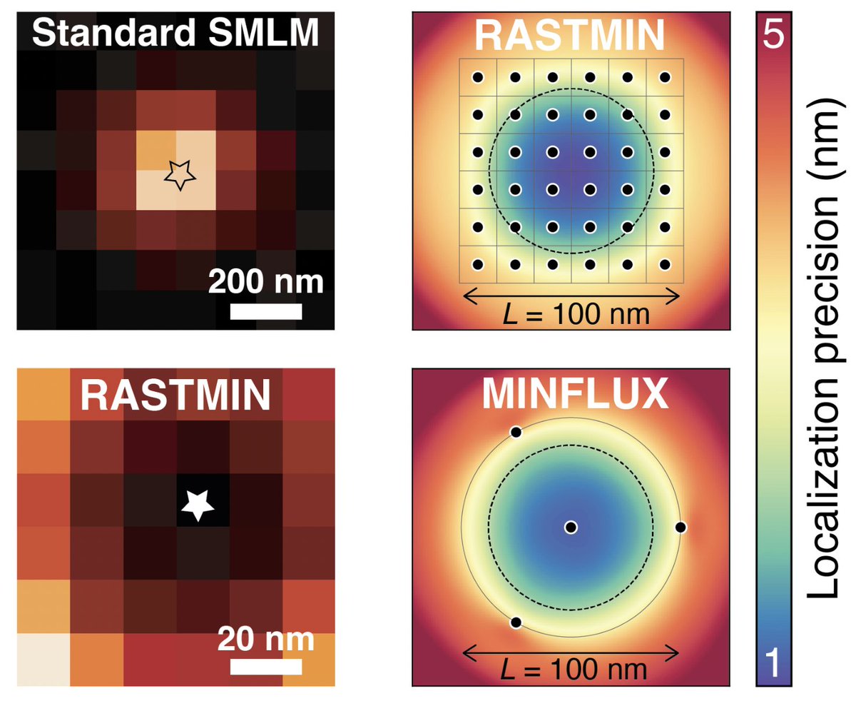 FerStefaniLab's tweet photo. In this way, we raster scan over the region of interests with a doughnut-shaped beam. The image of the single-molecule that we produce is basically a dark spot, making the localization extremely photon-efficient. 3/6 https://t.co/treJMHFlT5