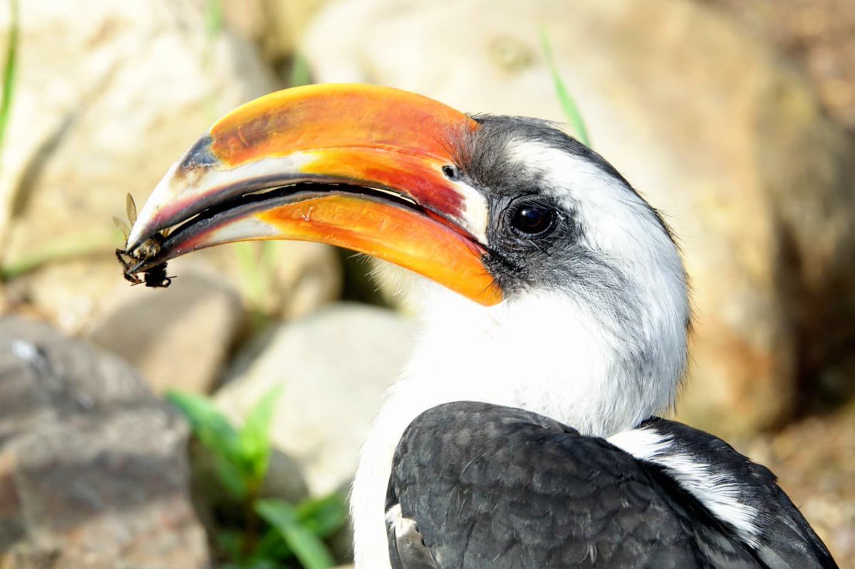 Fife_Zoo's tweet photo. In the wild, Von Der Deckenβs hornbills eat small ground prey, eggs, fruits and insects.
Our African aviary is full of natural habitat so Zazu can forage for his own food!
#fifezoo #hornbill #bird #naturalbehaviour #foraging
πΈ Credit: Angela Pearson https://t.co/4gWf5haXyi