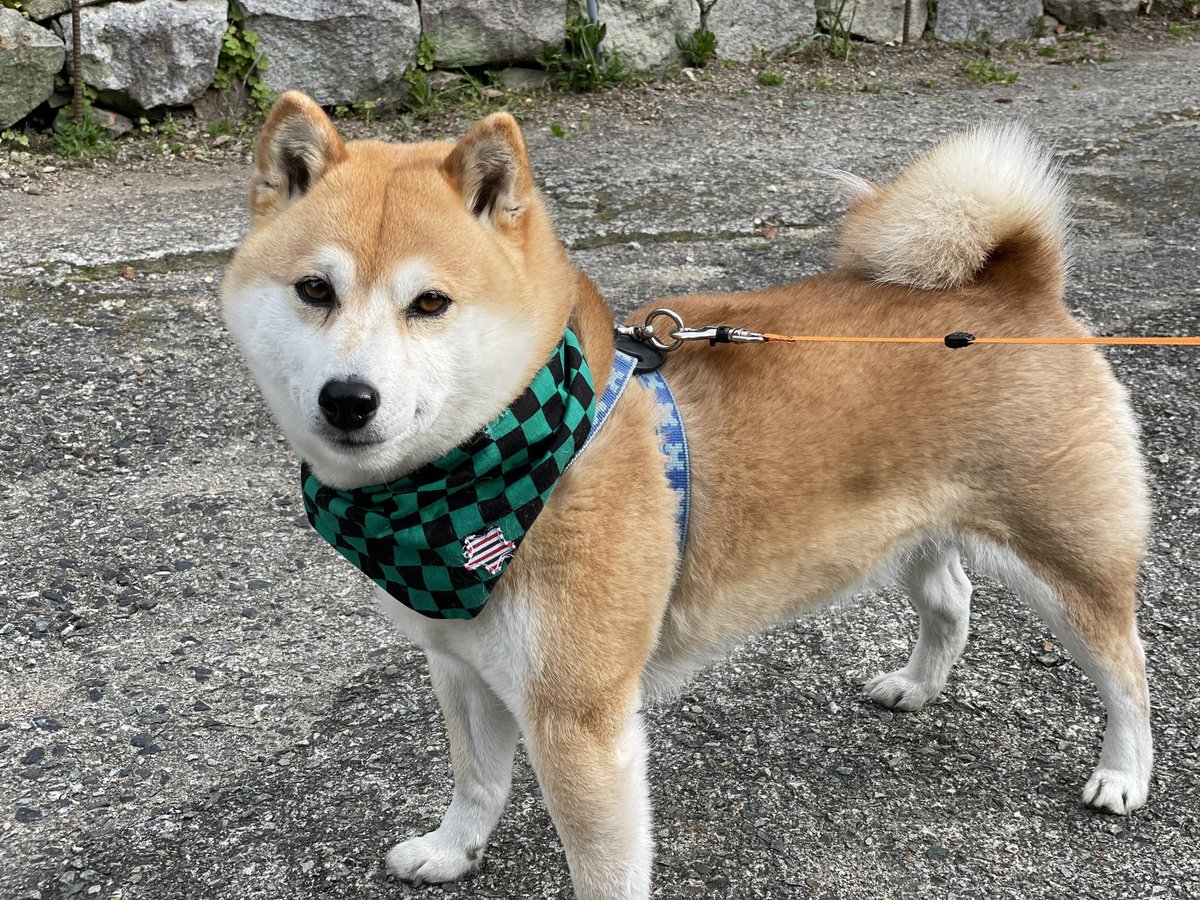 bumper405's tweet photo. 「柴犬マウント」とは柴犬愛のマウントかと思ったら違うのね。
でも、うちの柴犬どう？🐶
  #柴犬マウント #柴犬 https://t.co/dYyGYO7bxL
